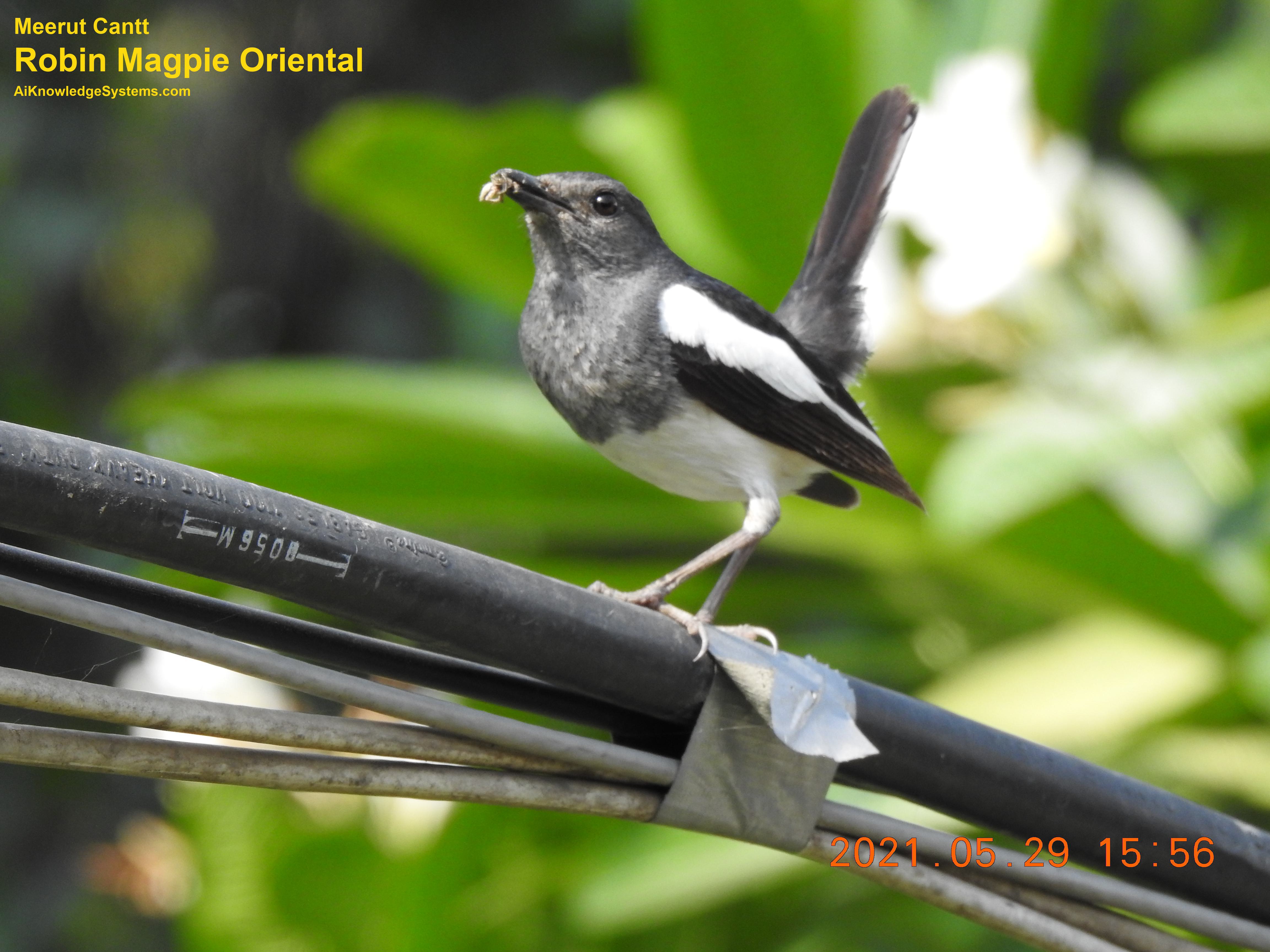 Magpie Robin (60) Coming Soon